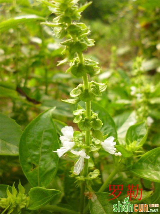 香葱茴香等调味类蔬菜花欣赏图集