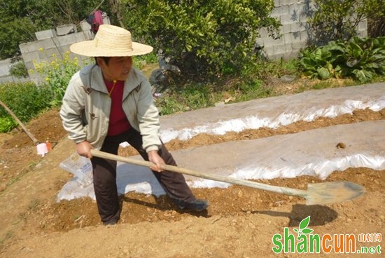 整地施肥后盖上地膜并整平