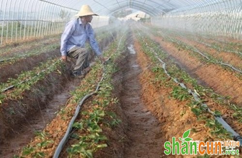 大棚蔬菜浇水