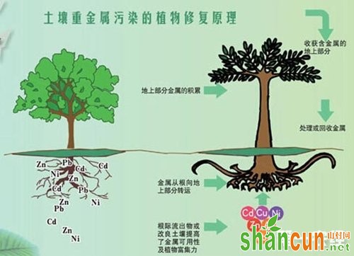 土壤重金属污染的植物修复原理