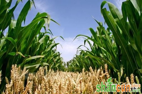小麦玉米带田