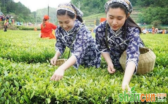 采茶姑娘在茶园里采摘茶叶