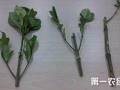 栀子花怎么繁殖？栀子花水培繁殖方法