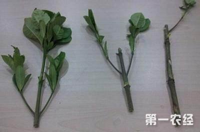 栀子花怎么繁殖？栀子花水培繁殖方法