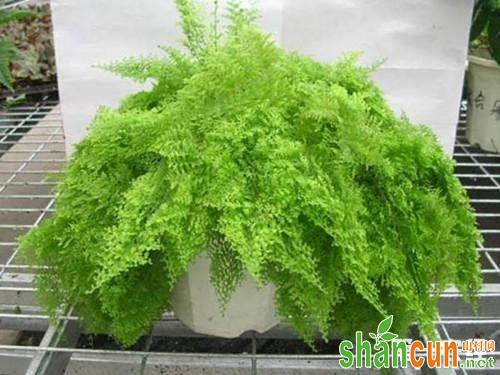 什么盆栽植物除甲醛效果最好？波士顿蕨去甲醛吗？