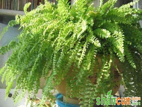 什么盆栽植物除甲醛效果最好？波士顿蕨去甲醛吗？