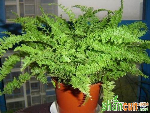 什么盆栽植物除甲醛效果最好？波士顿蕨去甲醛吗？