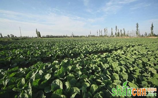 芥蓝种植有什么条件？芥蓝的种植技术