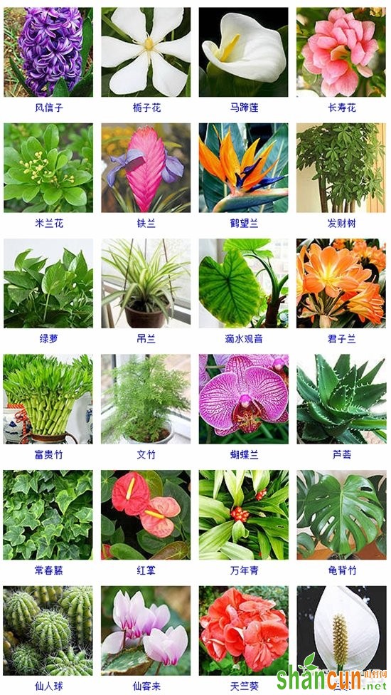 70种适合水培的植物品种大全（图片）