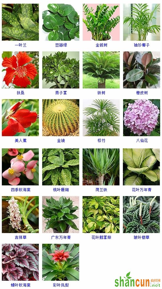 70种适合水培的植物品种大全（图片）