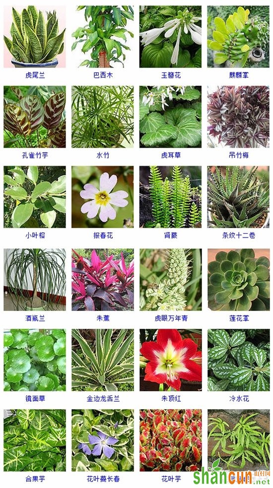 70种适合水培的植物品种大全（图片）