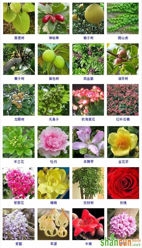 木本植物是什么？木本植物的品种名称与图片大全