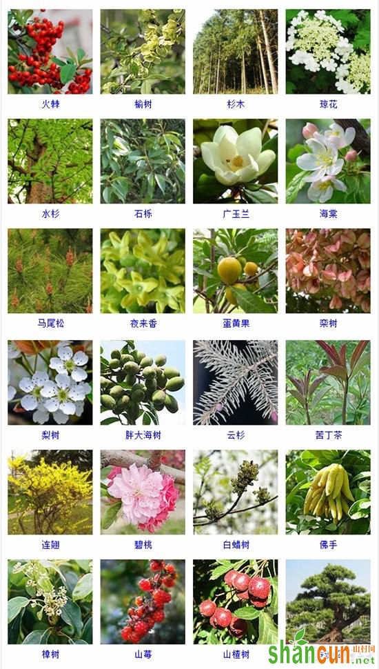 木本植物是什么？木本植物的品种名称与图片大全