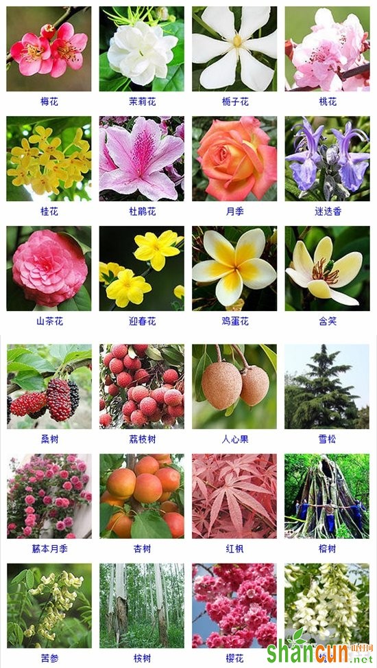 木本植物是什么？木本植物的品种名称与图片大全