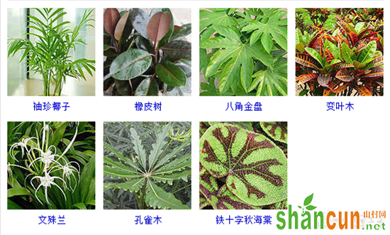 观叶植物有哪些？105种观叶植物大全（图片）