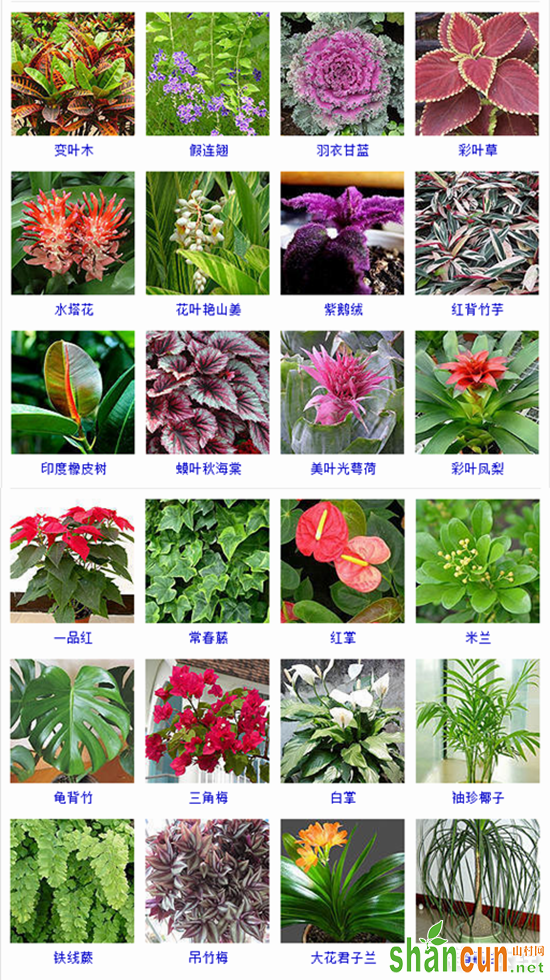 观叶植物有哪些？105种观叶植物大全（图片）