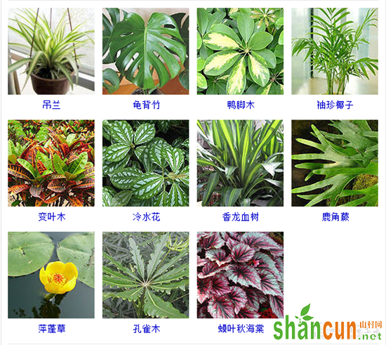 观叶植物有哪些？105种观叶植物大全（图片）