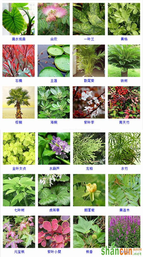 观叶植物有哪些？105种观叶植物大全（图片）