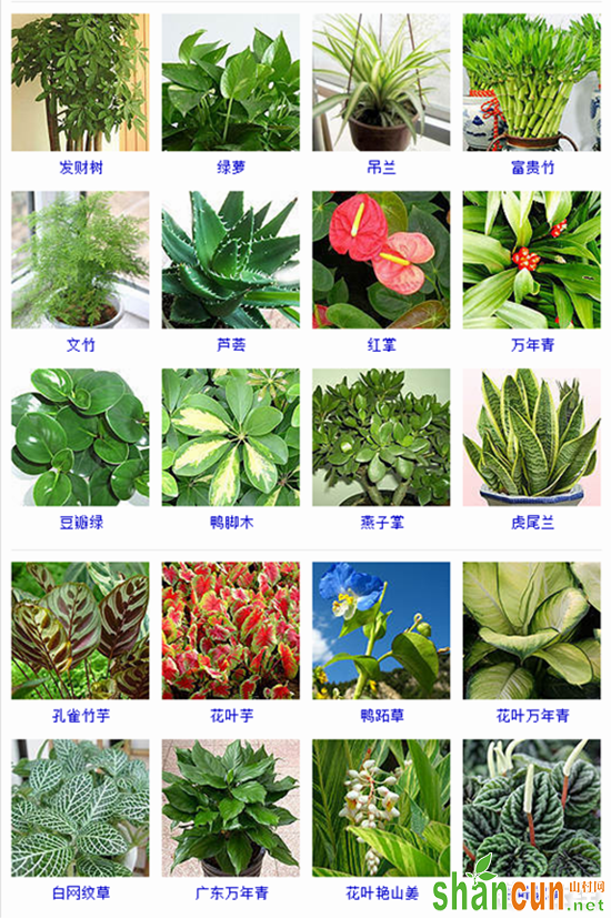 观叶植物有哪些？105种观叶植物大全（图片）