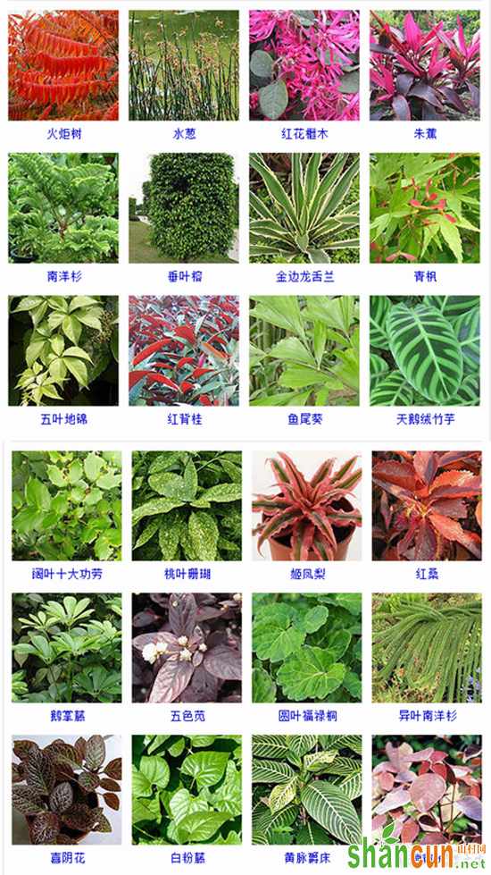 观叶植物有哪些？105种观叶植物大全（图片）