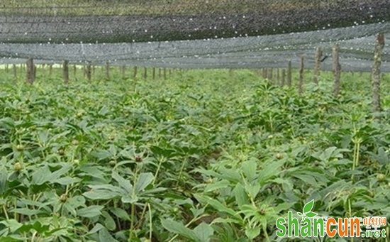 天麻种植技术：天麻田间栽培技术要点