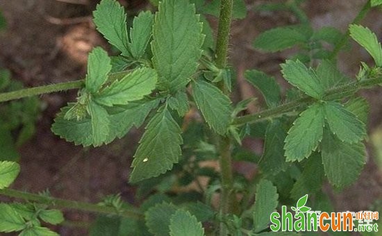 仙鹤草有什么功效作用？仙鹤草的种植技术