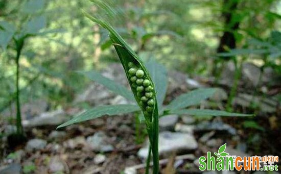 半夏种植：半夏的三种繁殖方法详解