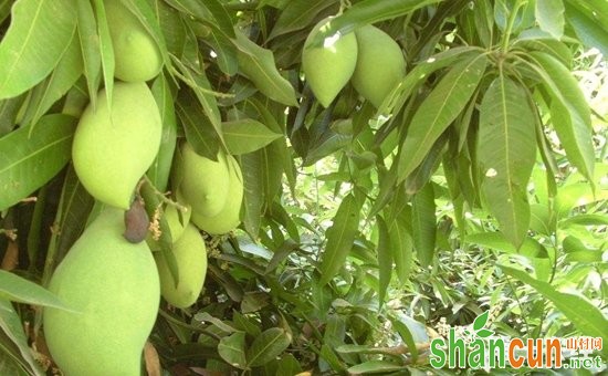 芒果树种植：芒果树种植的果园管理技术