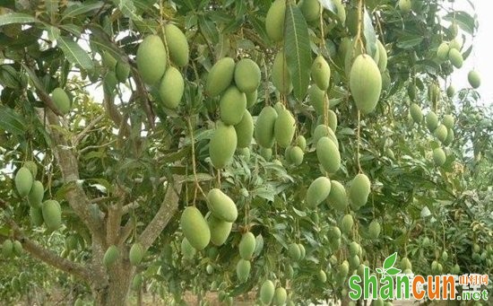 芒果树种植：芒果树种植的果园管理技术
