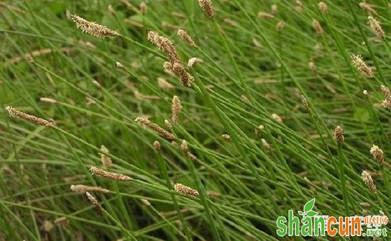 荸荠种植如何实现高产？荸荠的高产种植技术