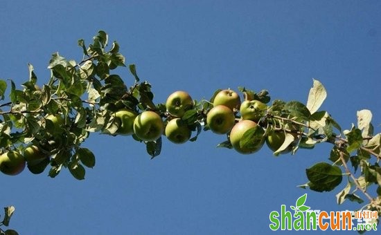 苹果树种植：6月份苹果树果园的管理技术要点