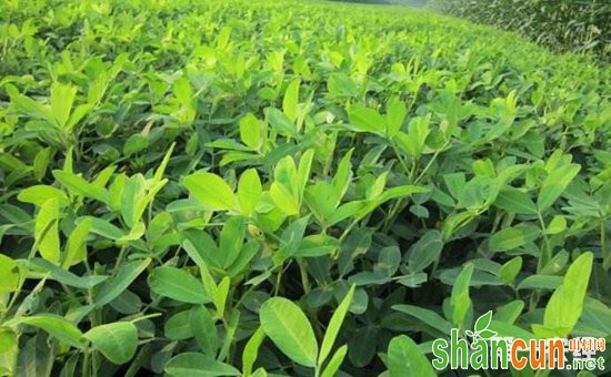 花生种植：花生的无公害高产高效种植技术