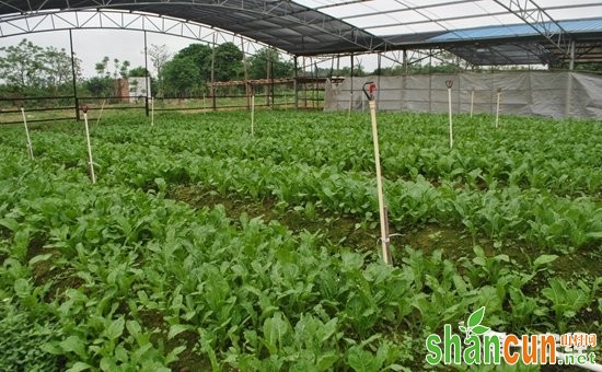 大棚种植：蔬菜大棚的夏季管理技术要点