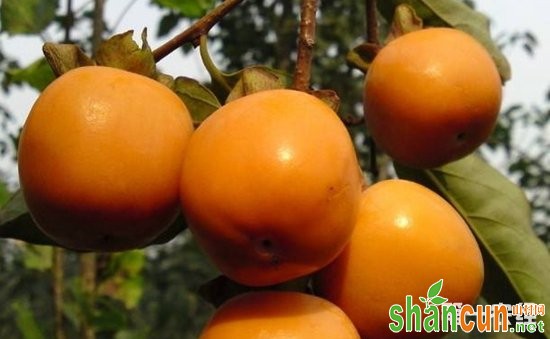 柿子有什么功效作用？柿子树的种植技术