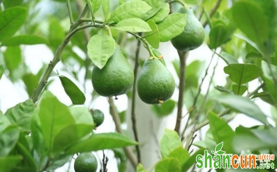 柚子树种植：柚子树种植的促花保果技术