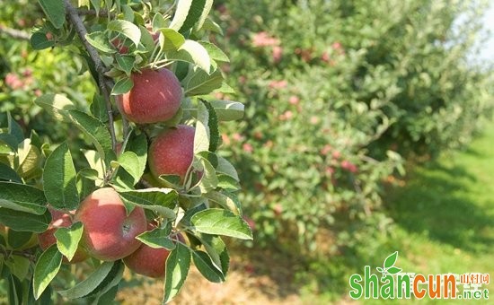 苹果树种植：夏季苹果园的抗旱保果技术要点
