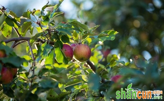 苹果树种植：夏季苹果园的抗旱保果技术要点
