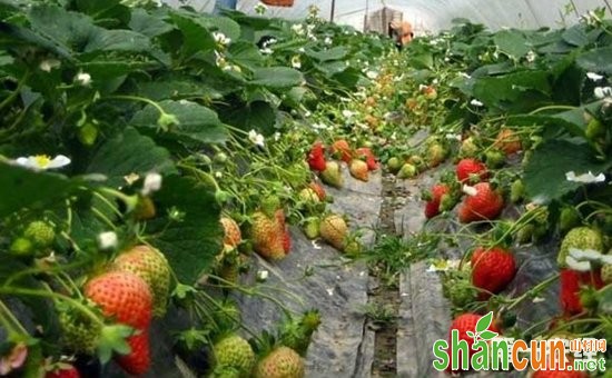 草莓种植：草莓引种需要注意的问题介绍