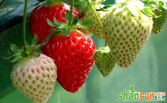 草莓种植：草莓引种需要注意的问题介绍
