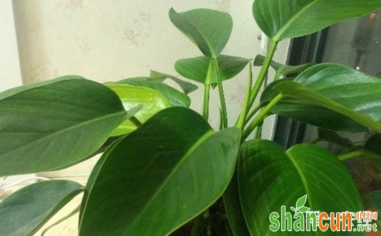 金钻花属于哪类植物？金钻花图片欣赏大全