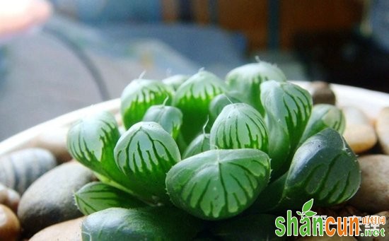 20种多肉植物的夏季浇水方法介绍！