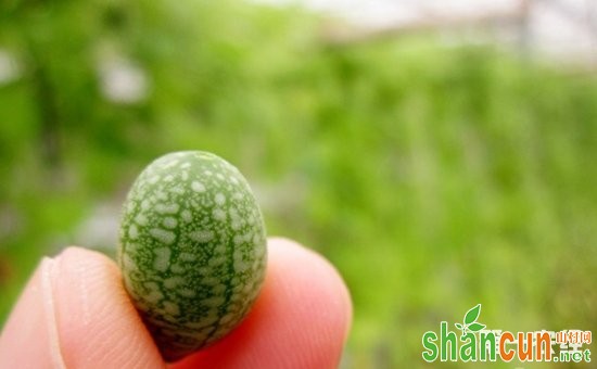 世界上最小的水果是什么？世界上最小的水果图片