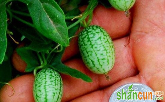 世界上最小的水果是什么？世界上最小的水果图片