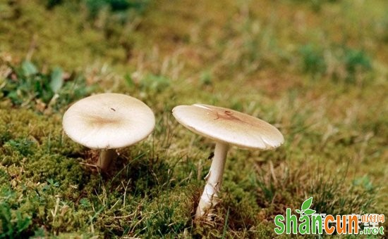 世界上最毒的蘑菇——死亡帽
