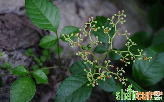 母猪藤和大母猪藤是同一种植物吗？