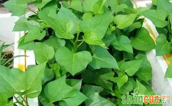 6种适合在家里盆栽的蔬菜介绍！种下1两收获10斤