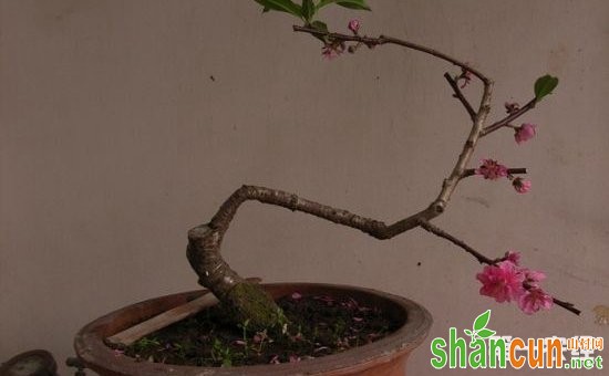 观赏桃花盆景怎么制作？桃花盆景制作方法介绍