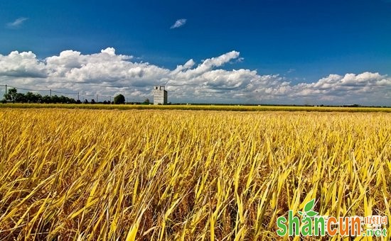 水稻种植技术|如何种出高产水稻?