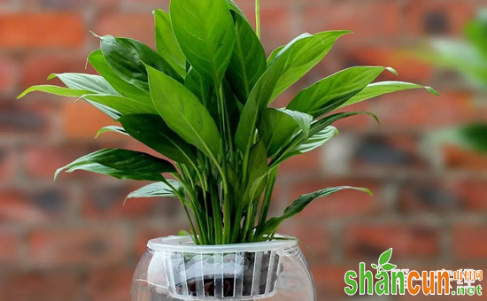 8种适合养在办公桌的盆栽植物介绍！保护眼睛净化空气