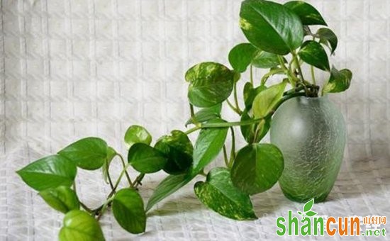 8种适合养在办公桌的盆栽植物介绍！保护眼睛净化空气